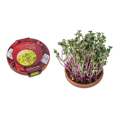 Vitamin-Schale, Rettich China Rose, 1-seit. Druck