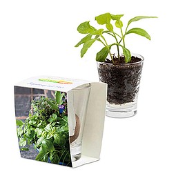 Caffeino-Glas mit Samen, Kräutermischung, 1-seit. Druck