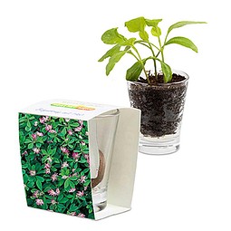 Caffeino-Glas mit Samen, Persischer Klee, 1-seit. Druck