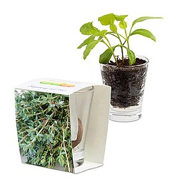 Caffeino-Glas mit Samen, Thymian, 1-seit. Druck