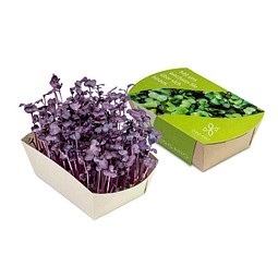 Microgreens-Gärtchen, Radies Sango, 1-seit. Druck