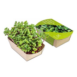 Microgreens-Gärtchen, Rettich China Rose, 1-seit. Druck