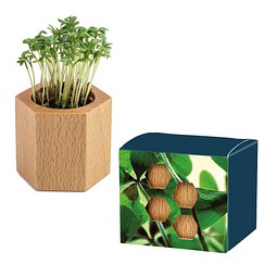 Pflanz-Holz Hexagon mit Samen, Glücksklee