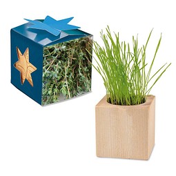 Pflanz-Holz Maxi Star-Box mit Samen, Thymian, 1-seit. Druck