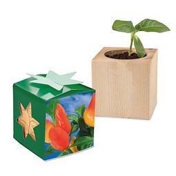 Pflanz-Holz Star-Box mit Samen, Gewürzpaprika, 1-seit. Druck