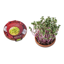 Vitamin-Schale, Rettich China Rose, 1-seit. Druck