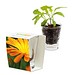 Caffeino-Glas mit Samen, Ringelblume, 1-seit. Druck