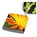 PopUp Anzuchterde mit Samen, Ringelblume, 1-seit. Druck