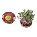 Vitamin-Schale, Rettich China Rose, 1-seit. Druck