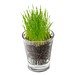 Caffeino-Glas mit Samen, Ringelblume, 1-seit. Druck