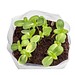 PopUp Anzuchterde mit Samen, Ringelblume, 1-seit. Druck