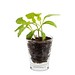 Caffeino-Glas mit Samen, Ringelblume, 1-seit. Druck