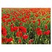 Samenpapier DIN A5, Mohnblume, 1-seit. Druck