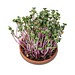 Vitamin-Schale, Rettich China Rose, 1-seit. Druck