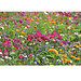 Samentütchen Mini - Recyclingpapier - Sommerblume, braun