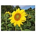 Pflanz-Holz Maxi mit Samen, Sonnenblume, 1-seit. Druck