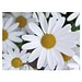 Flower-Card mit Samen, Margerite, 1-seit. Druck