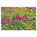 Pflanzeimerchen mit Samen, Sommerblumenmischung, 1-seit. Druck